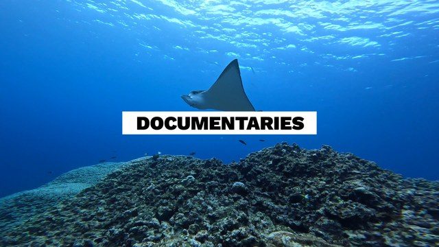 Free 4K After Effects Template Featuring Animated Nature Titles for Documentaries