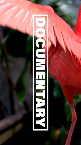 Vertical Documentary Slideshow in Slanted Text Premiere Pro MOGRT