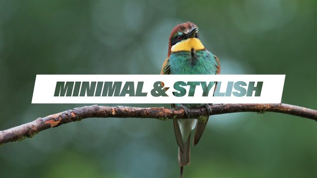 Minimalist and Simple Headlines for After Effects