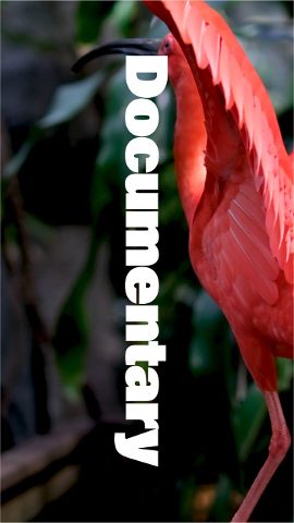 Vertical Documentary Promo featuring Picture Letters Premiere Pro MOGRT